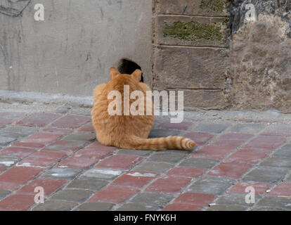 Cat en attente de la souris Banque D'Images