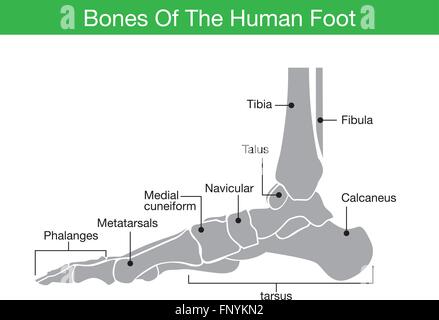 Os du pied humain Illustration de Vecteur