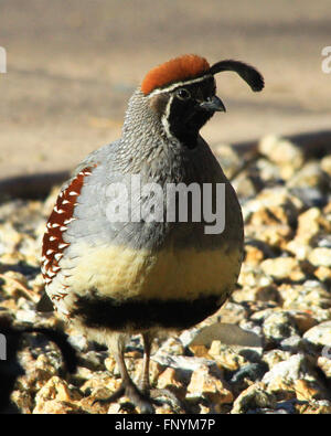 La caille du Gambel courir sur le terrain à Scottsdale, Arizona Banque D'Images