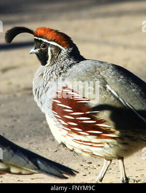 La caille du Gambel courir sur le terrain à Scottsdale, Arizona Banque D'Images