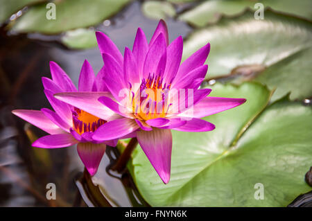 Nénuphar violet dans un étang Banque D'Images