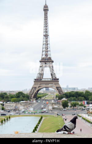 Pigeon sur le mur en face de la Tour Eiffel Banque D'Images