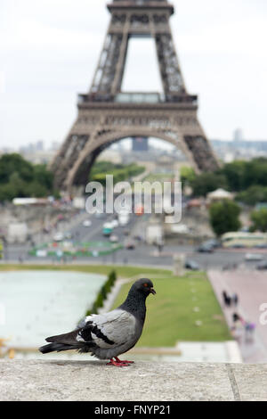 Pigeon sur le mur en face de la Tour Eiffel Banque D'Images