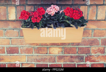 Fleurs décoratives dans l'air extérieur fort accroché sur mur de brique rouge. Effet du filtre de correction tonale vintage, old style photo Banque D'Images