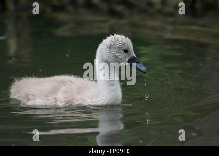 Un cygne muet cygnet rss tout en nageant à la surface de l'eau, Hampden Park, Eastbourne, East Sussex, UK Banque D'Images