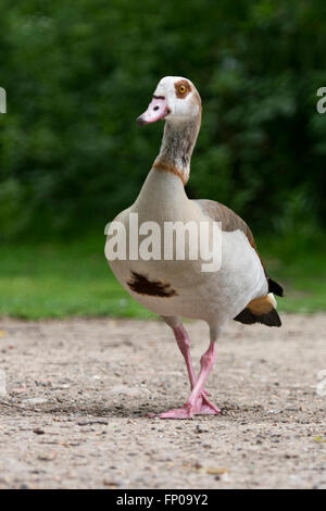 Portrait de l'Egyptian goose (Alopochen aegyptiaca), Hampden Park, Eastbourne, facile Sussex, UK Banque D'Images