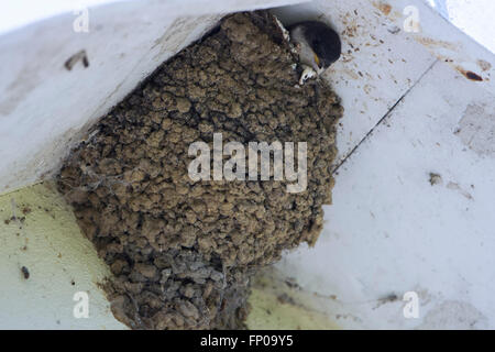 Un (Delichon urbicum) visite le nid sous les combles d'une maison où un jeune oiseau pokes out c'est la tête.