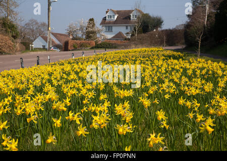 La ville de Sidmouth, UK 14 Mar 16. Un projet de plantation d'un million de bulbes - le dernier souhait d'un millionnaire canadien, est en cours dans la ville de Sidmouth, Devon. Autour de 500 000 bulbes ont été plantés par des bénévoles dans le Devon, Cornwall, au cours des trois dernières années. Banquier d'Keith Owen avait eu l'intention de prendre leur retraite à Sidmouth, qu'il considère comme "l'Angleterre comme il l'habitude d'être", mais la découverte en 2007, il n'avait que 8 semaines à vivre, gauche €2,3 millions de dollars à la ville pour des projets d'intérêt local. © Tony Charnock/Alamy Live News Banque D'Images