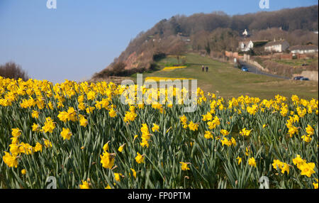 La ville de Sidmouth, UK 14 Mar 16. Un projet de plantation d'un million de bulbes - le dernier souhait d'un millionnaire canadien, est en cours dans la ville de Sidmouth, Devon. Autour de 500 000 bulbes ont été plantés par des bénévoles dans le Devon, Cornwall, au cours des trois dernières années. Banquier d'Keith Owen avait eu l'intention de prendre leur retraite à Sidmouth, qu'il considère comme "l'Angleterre comme il l'habitude d'être", mais la découverte en 2007, il n'avait que 8 semaines à vivre, gauche €2,3 millions de dollars à la ville pour des projets d'intérêt local. © Tony Charnock/Alamy Live News Banque D'Images