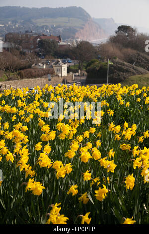 La ville de Sidmouth, UK 14 Mar 16. Un projet de plantation d'un million de bulbes - le dernier souhait d'un millionnaire canadien, est en cours dans la ville de Sidmouth, Devon. Autour de 500 000 bulbes ont été plantés par des bénévoles dans le Devon, Cornwall, au cours des trois dernières années. Banquier d'Keith Owen avait eu l'intention de prendre leur retraite à Sidmouth, qu'il considère comme "l'Angleterre comme il l'habitude d'être", mais la découverte en 2007, il n'avait que 8 semaines à vivre, gauche €2,3 millions de dollars à la ville pour des projets d'intérêt local. © Tony Charnock/Alamy Live News Banque D'Images