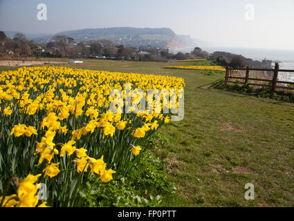 La ville de Sidmouth, UK 14 Mar 16. Un projet de plantation d'un million de bulbes - le dernier souhait d'un millionnaire canadien, est en cours dans la ville de Sidmouth, Devon. Autour de 500 000 bulbes ont été plantés par des bénévoles dans le Devon, Cornwall, au cours des trois dernières années. Banquier d'Keith Owen avait eu l'intention de prendre leur retraite à Sidmouth, qu'il considère comme "l'Angleterre comme il l'habitude d'être", mais la découverte en 2007, il n'avait que 8 semaines à vivre, gauche €2,3 millions de dollars à la ville pour des projets d'intérêt local. © Tony Charnock/Alamy Live News Banque D'Images