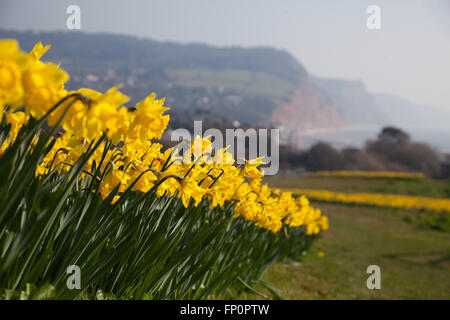 La ville de Sidmouth, UK 14 Mar 16. Un projet de plantation d'un million de bulbes - le dernier souhait d'un millionnaire canadien, est en cours dans la ville de Sidmouth, Devon. Autour de 500 000 bulbes ont été plantés par des bénévoles dans le Devon, Cornwall, au cours des trois dernières années. Banquier d'Keith Owen avait eu l'intention de prendre leur retraite à Sidmouth, qu'il considère comme "l'Angleterre comme il l'habitude d'être", mais la découverte en 2007, il n'avait que 8 semaines à vivre, gauche €2,3 millions de dollars à la ville pour des projets d'intérêt local. © Tony Charnock/Alamy Live News Banque D'Images