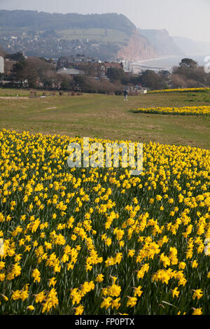La ville de Sidmouth, UK 14 Mar 16. Un projet de plantation d'un million de bulbes - le dernier souhait d'un millionnaire canadien, est en cours dans la ville de Sidmouth, Devon. Autour de 500 000 bulbes ont été plantés par des bénévoles dans le Devon, Cornwall, au cours des trois dernières années. Banquier d'Keith Owen avait eu l'intention de prendre leur retraite à Sidmouth, qu'il considère comme "l'Angleterre comme il l'habitude d'être", mais la découverte en 2007, il n'avait que 8 semaines à vivre, gauche €2,3 millions de dollars à la ville pour des projets d'intérêt local. © Tony Charnock/Alamy Live News Banque D'Images