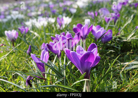 Le parc de St James, London, UK. 17 mars 2016. Une éblouissante Mauve et blanc à partir de centaines de crocus en fleur dans le parc de St James, le Royal Park à côté du centre commercial du centre de Londres. Credit : Julia Gavin UK/Alamy Live News Banque D'Images