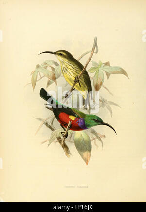 Cette monographie détaille la famille des Nectariniidae, connus sous le nom d'oiseaux solaires, fournissant des renseignements complets sur leurs espèces, leurs comportements, leurs rôles écologiques et leur répartition géographique. Banque D'Images