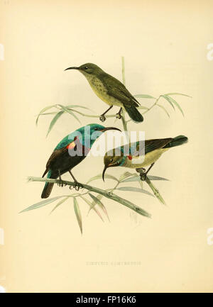 Une monographie approfondie sur la famille des Nectariniidae, connus sous le nom d'oiseaux solaires. Il détaille la biologie, le comportement, l'habitat et la diversité de ces petits oiseaux vibrants, souvent trouvés dans les régions tropicales. Banque D'Images