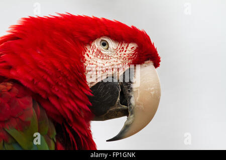 Un ara rouge close-up portrait. Banque D'Images