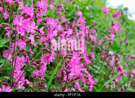 Red Campion, en pleine floraison Banque D'Images