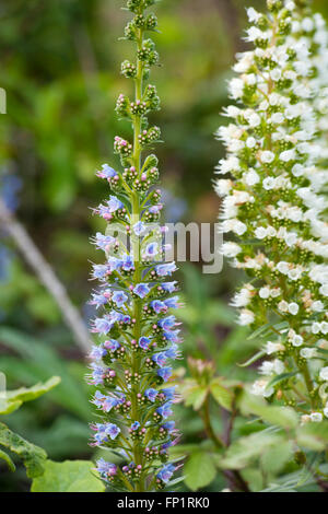 La flore de Gran Canaria - Echium callithyrsum, Bleu de Vipérine commune Gran Canaria, inflorescence isolated on white Banque D'Images