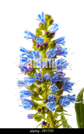 La flore de Gran Canaria - Echium callithyrsum, Bleu de Vipérine commune Gran Canaria, inflorescence isolated on white Banque D'Images