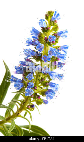 La flore de Gran Canaria - Echium callithyrsum, Bleu de Vipérine commune Gran Canaria, inflorescence isolated on white Banque D'Images