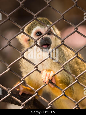 Triste les singes écureuils dans la cage d'acier au zoo. Banque D'Images