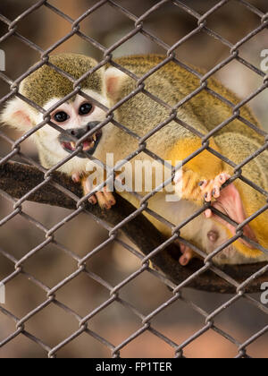 Triste les singes écureuils dans la cage d'acier au zoo. Banque D'Images