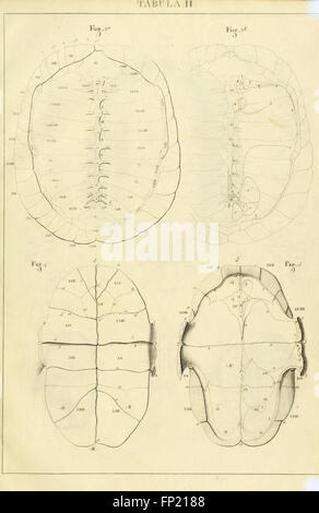 Anatome testudinis Europaeae (table II) Banque D'Images