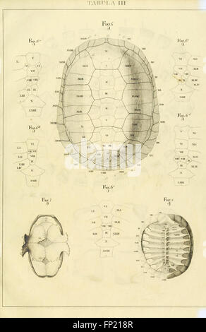 Anatome testudinis Europaeae (table III) Banque D'Images