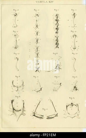 Anatome testudinis Europaeae (Tabula XIV) Banque D'Images