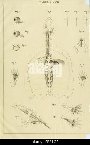 Anatome testudinis Europaeae (Tabula XVII) Banque D'Images