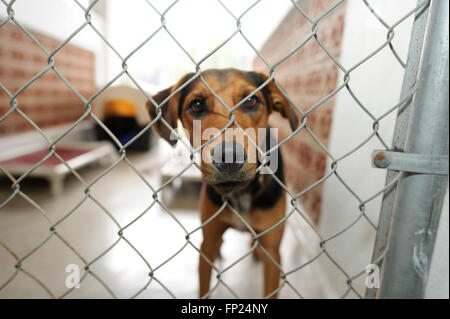 Chien est un abri est un beau chien dans un refuge pour animaux à travers la grille demande si quelqu'un va prendre chez lui t Banque D'Images