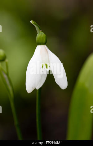 Seule fleur de l'espèce à feuilles vert snowdrop, Galanthus woronowii Banque D'Images