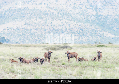 Un troupeau de gnous noirs, Connochaetes gnou, dans le Mountain Zebra National Park près de Cradock en Afrique du Sud Banque D'Images