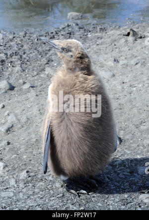 Manchot royal (Aptenodytes patagonicus) chick à la colonie de nidification à la plaine de Salisbury. La plaine de Salisbury, la Géorgie du Sud Banque D'Images