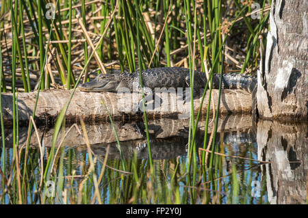 Soleil Alligator sur log à Viera Les zones humides, FL Banque D'Images