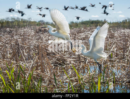 Les Egrets enneigés et les oiseaux ibis brillants se précipitent au-dessus des marais d'eau douce Banque D'Images