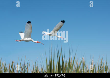 Ibis blanc en vol Banque D'Images