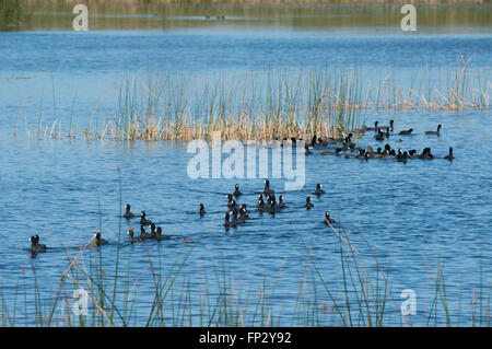 Troupeau de coot oiseaux nageant dans l'eau des marais Banque D'Images