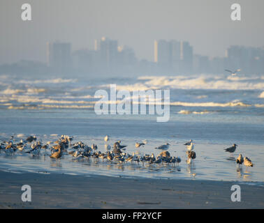 L'hivernage d'oiseaux de rivage sur la plage de Lighthouse Point Park, Ponce Inlet, comté de Volusia en Floride USA. Distance à Daytona Beach Banque D'Images