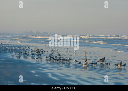 L'hivernage d'oiseaux de rivage sur la plage de Lighthouse Point Park, Ponce Inlet, comté de Volusia en Floride USA. Distance à Daytona Beach Banque D'Images