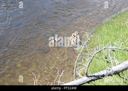 Grand Harle canards sur la rivière Firehole dans Yellowstone National Park Banque D'Images