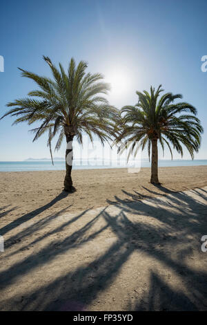Plage avec des palmiers, Can Picafort, la baie d'Alcudia, Majorque, Iles Baléares, Espagne Banque D'Images