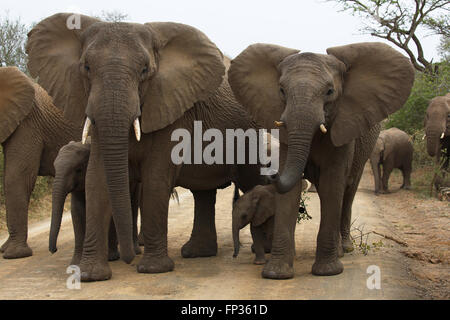 Les éléphants d'Afrique (Loxodonta africana) avec les veaux, les animaux plus âgés, sécuriser la traversée de la route pour les veaux Banque D'Images