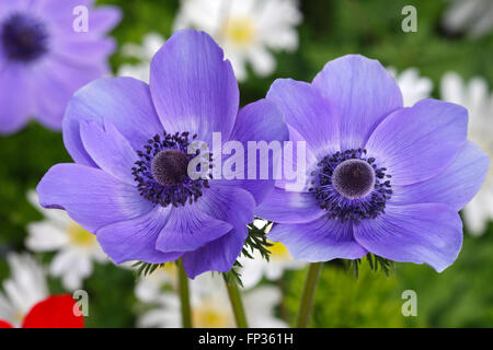 Le pavot bleu anemone (Anemone coronaria) variété de Caen, Schleswig-Holstein, Allemagne Banque D'Images