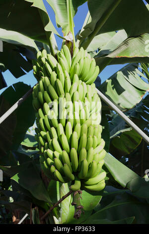 Secteur de la banane (Musa sp.), bananier dans une plantation près de San Andres, La Palma, Canary Islands, Spain Banque D'Images