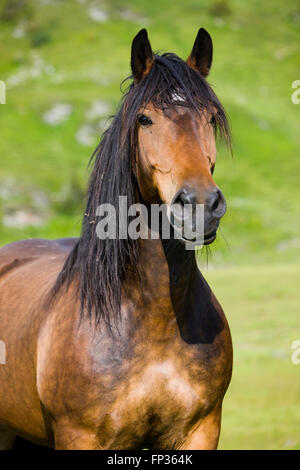 Noriker, portrait, brown, Sintersbach Hochalm pâturage, Alpes de Kitzbühel, Tyrol, Autriche Banque D'Images
