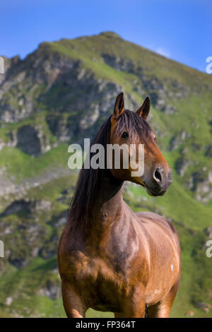 Portrait Noriker, brown, Sintersbach Hochalm pâturage, Alpes de Kitzbühel, Tyrol, Autriche Banque D'Images