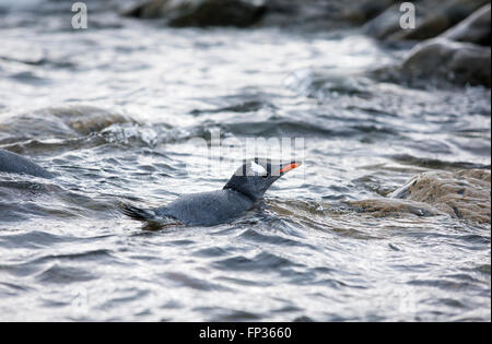 Gentoo pingouin (Pygoscelis papua), l'Antarctique Banque D'Images