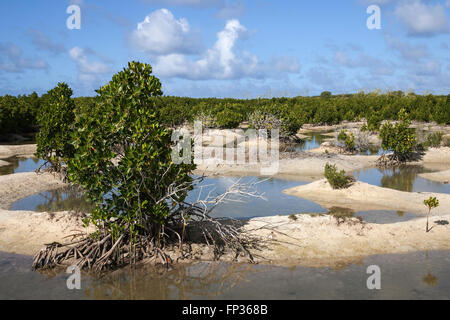 Paysage avec les mangroves, près de Mahebourg, Mauritius Banque D'Images